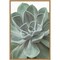 Echeveria (Succulent) by Assaf Frank 16-in. W x 23-in. H. Canvas Wall Art Print Framed in Natural